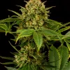 Monkey Grease Feminized Esrar Tohumu (Kannabia Seed Company)