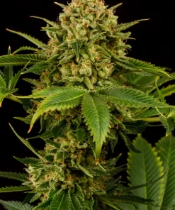 Monkey Grease Feminized Esrar Tohumu (Kannabia Seed Company)
