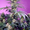 Monster Maker Feminized Esrar Tohumu (Sweet Seeds)