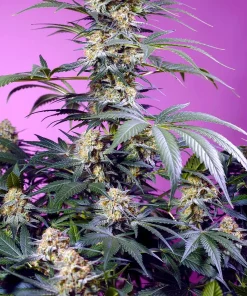 Monster Maker Feminized Esrar Tohumu (Sweet Seeds)