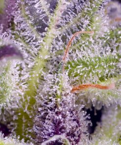 Monster Maker Feminized Esrar Tohumu (Sweet Seeds)