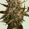 Mother Gorilla - formerly Royal Madre - Feminized Esrar Tohumu (Royal Queen Seeds)