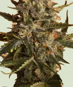 Mother Gorilla - formerly Royal Madre - Feminized Esrar Tohumu (Royal Queen Seeds)