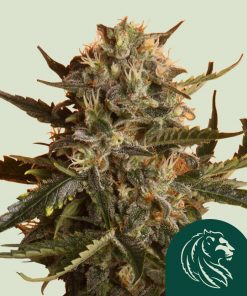 Mother Gorilla - formerly Royal Madre - Feminized Esrar Tohumu (Royal Queen Seeds)