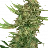 N13 Kush Feminized Esrar Tohumu (Sensi Seeds)