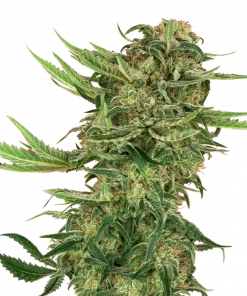 N13 Kush Feminized Esrar Tohumu (Sensi Seeds)