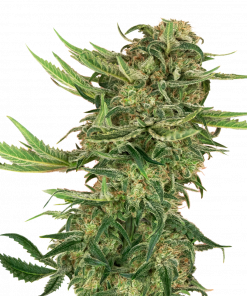 N13 Kush Feminized Esrar Tohumu (Sensi Seeds)