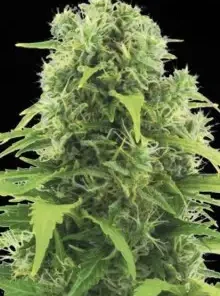 Northern Lights Auto Fem Esrar Tohumu (BulkSeedBank)
