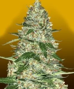 Northern Lights Auto Fem Esrar Tohumu (Crop King Seeds)