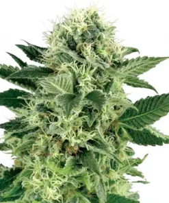 Northern Lights Auto Fem Esrar Tohumu (Growers Choice Seeds)