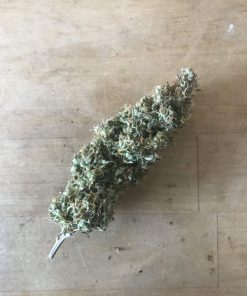 Northern Lights Auto Fem Esrar Tohumu (Growers Choice Seeds)
