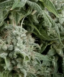 Northern Lights Auto Fem Esrar Tohumu (Pyramid Seeds)