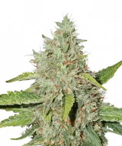 Northern Lights Auto Fem Esrar Tohumu (Seedstockers)