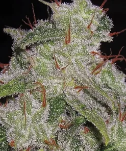 Northern Lights Auto Fem Esrar Tohumu (Vision Seeds)