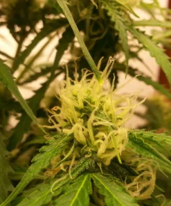 Northern Lights Auto Fem Esrar Tohumu (White Label)