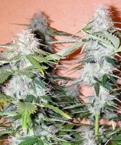 Northern Lights Auto Reg Esrar Tohumu (Canuk Seeds)