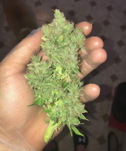Northern Lights Auto Reg Esrar Tohumu (Canuk Seeds)