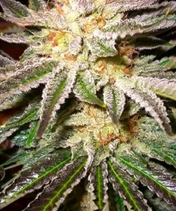Northern Lights Feminized Esrar Tohumu (Divine Seeds)