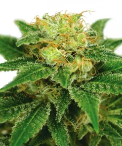 Northern Lights () Feminized Esrar Tohumu (ILGM)