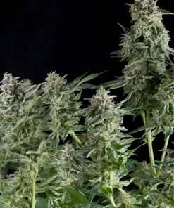 Northern Lights Feminized Esrar Tohumu (Pyramid Seeds)