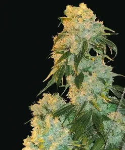 Northern Lights Feminized Esrar Tohumu (Seedsman)