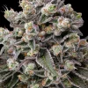 OG Kush Feminized Esrar Tohumu (Barney's Farm)