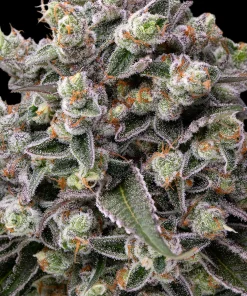 OG Kush Feminized Esrar Tohumu (Barney's Farm)