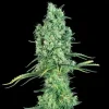 OG Kush Feminized Esrar Tohumu (Canuk Seeds)