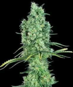 OG Kush Feminized Esrar Tohumu (Canuk Seeds)