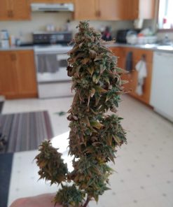 OG Kush Feminized Esrar Tohumu (Canuk Seeds)