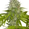 OG Kush Feminized Esrar Tohumu (Growers Choice Seeds)