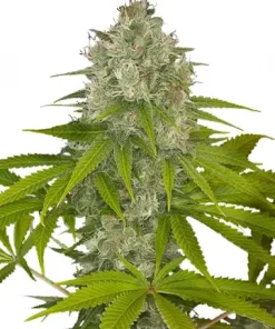 OG Kush Feminized Esrar Tohumu (Growers Choice Seeds)