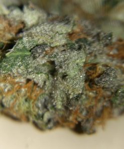 OG Kush Feminized Esrar Tohumu (Growers Choice Seeds)