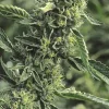 OG Kush Feminized Esrar Tohumu (Humboldt Seed Organization)