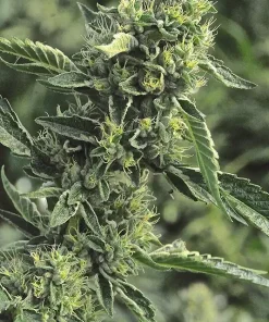 OG Kush Feminized Esrar Tohumu (Humboldt Seed Organization)