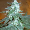 OG Kush Feminized Esrar Tohumu (Reserva Privada)