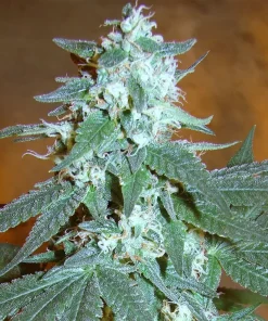 OG Kush Feminized Esrar Tohumu (Reserva Privada)