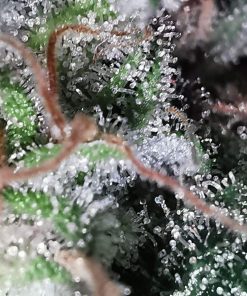 OG Kush Feminized Esrar Tohumu (Reserva Privada)