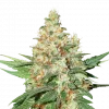 O.G. Kush Feminized Esrar Tohumu (Seedstockers)
