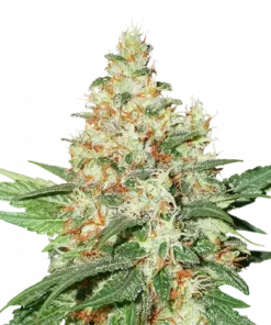 O.G. Kush Feminized Esrar Tohumu (Seedstockers)