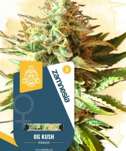 OG Kush Feminized Esrar Tohumu (Zamnesia Seeds)