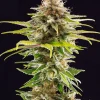 OG Kush Ltd. Edition Feminized Esrar Tohumu (Seedsman)