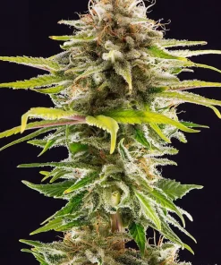 OG Kush Ltd. Edition Feminized Esrar Tohumu (Seedsman)