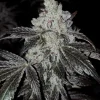 OG Kush R5 Feminized Esrar Tohumu (ETHOS Genetics)