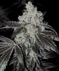 OG Kush R5 Feminized Esrar Tohumu (ETHOS Genetics)
