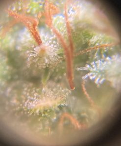 OG Kush R5 Feminized Esrar Tohumu (ETHOS Genetics)