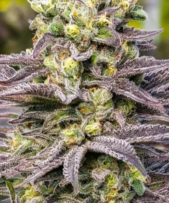 Oracle Octane Feminized Esrar Tohumu (Anesia Seeds)