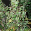 Orange Hill Special Feminized Esrar Tohumu (Dutch Passion)