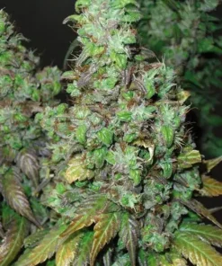 Orange Hill Special Feminized Esrar Tohumu (Dutch Passion)