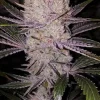 Orange Kush Cake Feminized Esrar Tohumu (ETHOS Genetics)